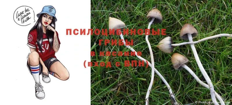 Псилоцибиновые грибы MAGIC MUSHROOMS  Мурино 